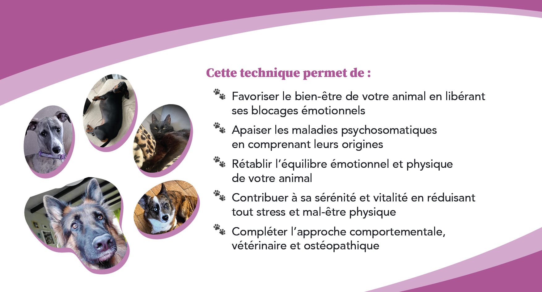 Tableau des soins énergétiques animaux Steph and Co